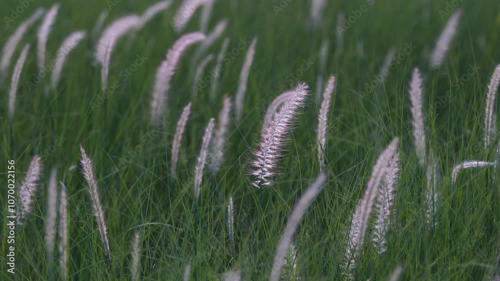 Captivating close-up of delicate grasses swaying gently in the wind, illuminated by soft sunlight, creating a serene and tranquil natural scene. Captivating close-up of delicate grasses swaying gently in the wind, illuminated by soft sunlight, creating a serene and tranquil natural scene.