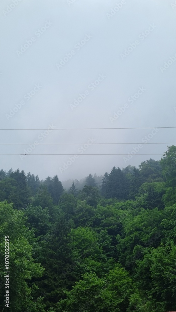 green forest in foggy weather