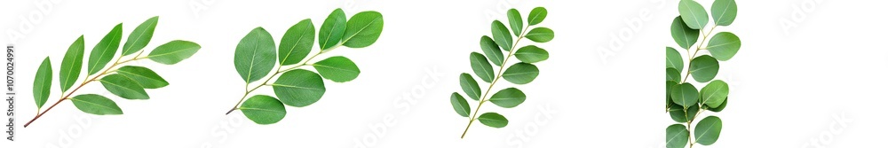 Flat lay, top view of a wreath made of branches of Eucalyptus and leaves. Flat lay, top view of a wreath made of branches of Eucalyptus and leaves.