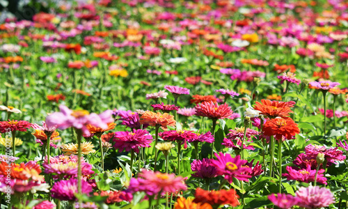 Zinnia flowers in flower beds