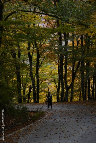 The road in the autumn forest. Beautiful autumn landscape