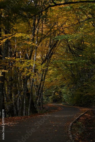 The road in the autumn forest. Beautiful autumn landscape