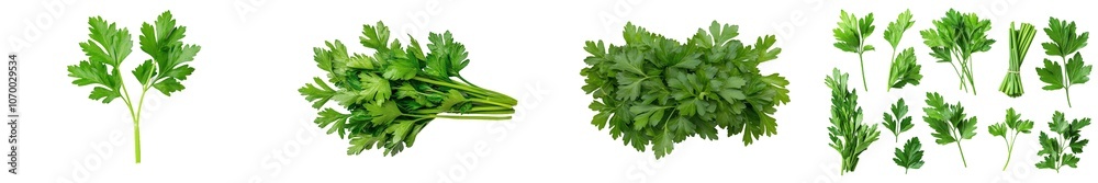 Full depth of field, parsley isolated on white background Full depth of field, parsley isolated on white background
