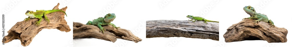 On a branch, a green lizard rests on a white background, isolated On a branch, a green lizard rests on a white background, isolated