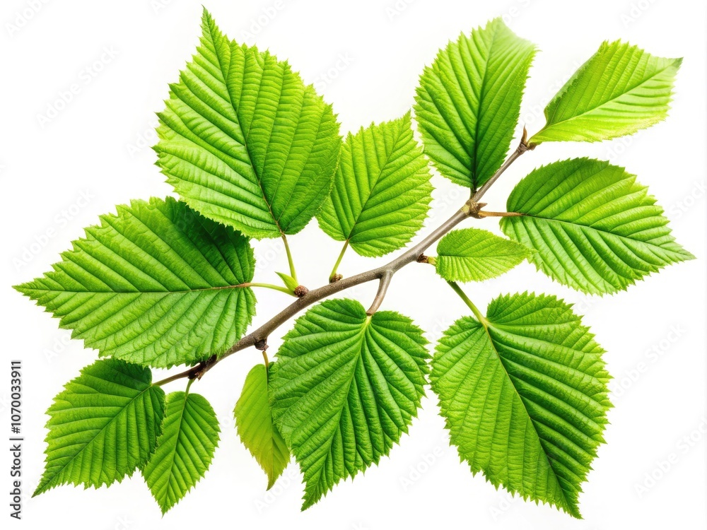 Fresh Green Leaves Isolated on Transparent Background for Creative Design and Nature Themes Fresh Green Leaves Isolated on Transparent Background for Creative Design and Nature Themes