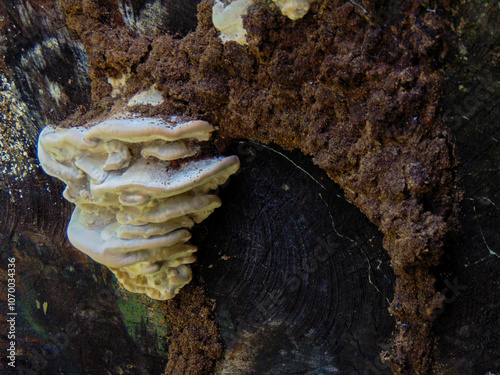 Tyromyces white cheese mushrooms and termite mound soil on tree trunk photo