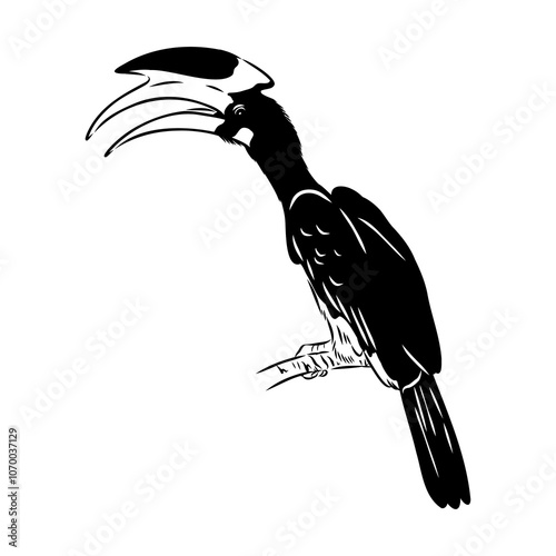 Rhinoceros hornbill. Vector sketch of hand drawn bird. Linear animals art.