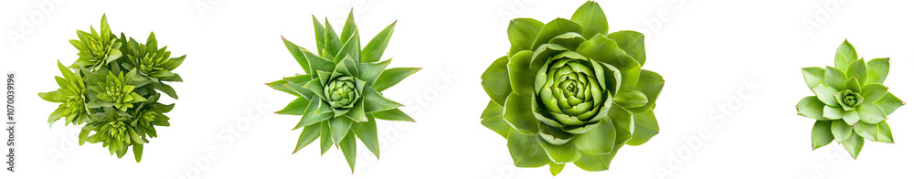 Fototapeta premium View of an artichoke from the top, isolated on a transparent background