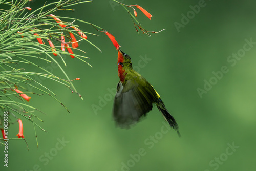 Flame-breasted Sunbird (Cinnyris solaris) is a species of nectar-sucking bird endemic to NusaTenggara islands, Indonesia. photo
