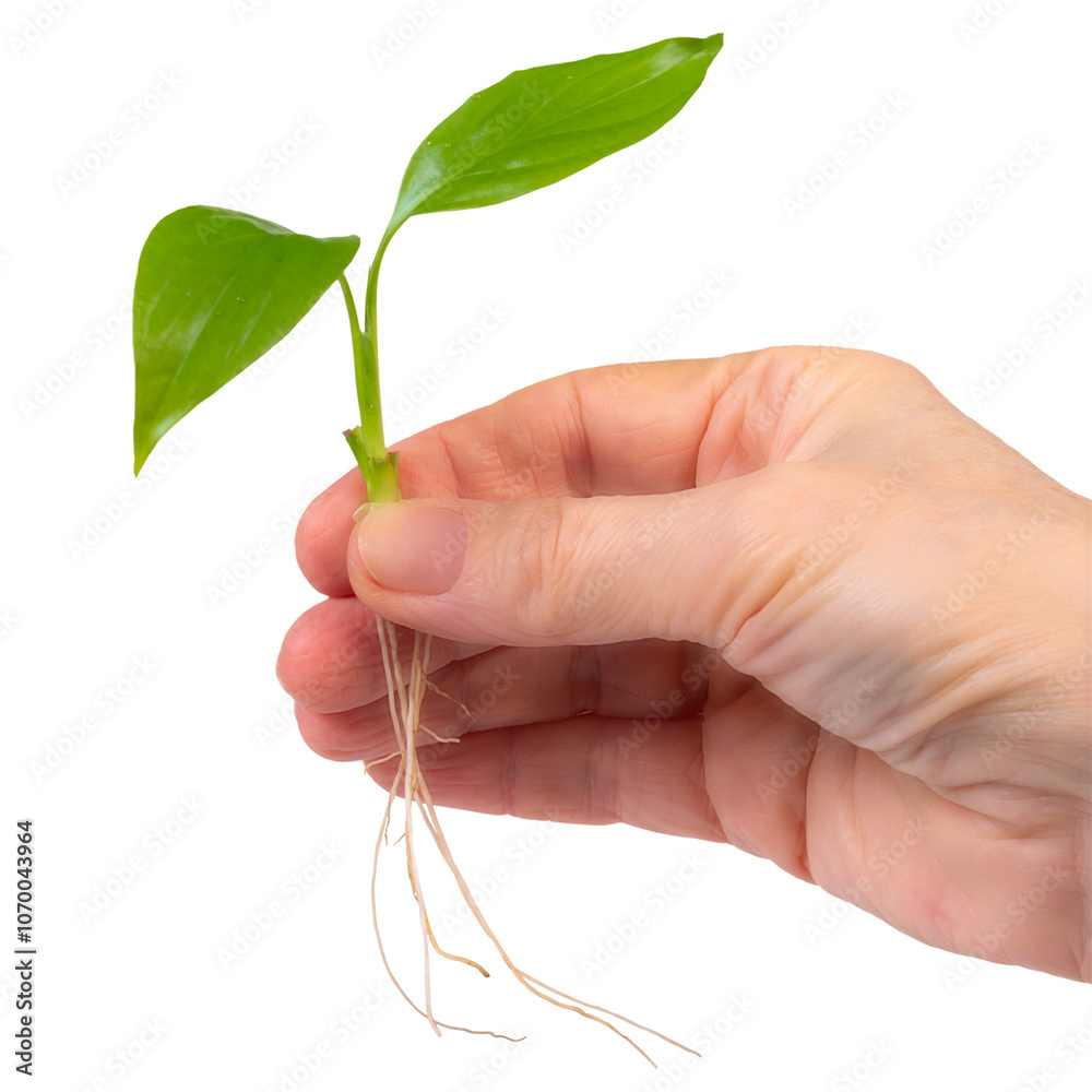 A person gently holding a small green plant with two leaves in their hand, symbolizing growth and nurturing in nature A person gently holding a small green plant with two leaves in their hand, symbolizing growth and nurturing in nature