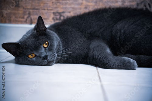 A relaxed grey cat with striking yellow eyes lying on the floor, gazing intently at the camera. The serene scene captures the cat’s calm demeanor and beautiful fur texture.