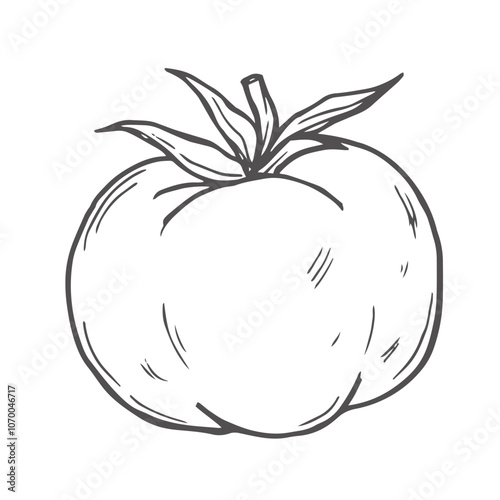 Hand drawn doodle tomato with leaf isolated on white background. Vector illustration.