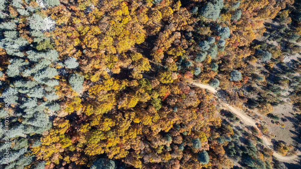 Wonderful fall scenery. Drone view of the autumn forest. Autumn view of oak forest and cedar trees. Aerial shot. Quercus vulcanica.