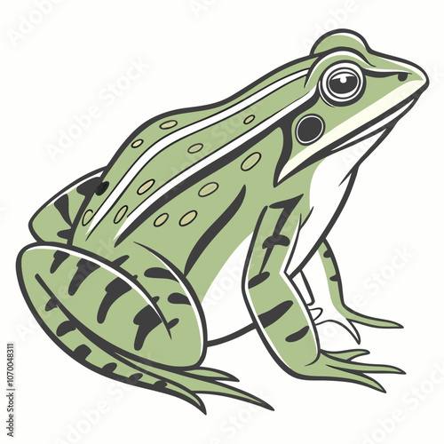 frog on a white background