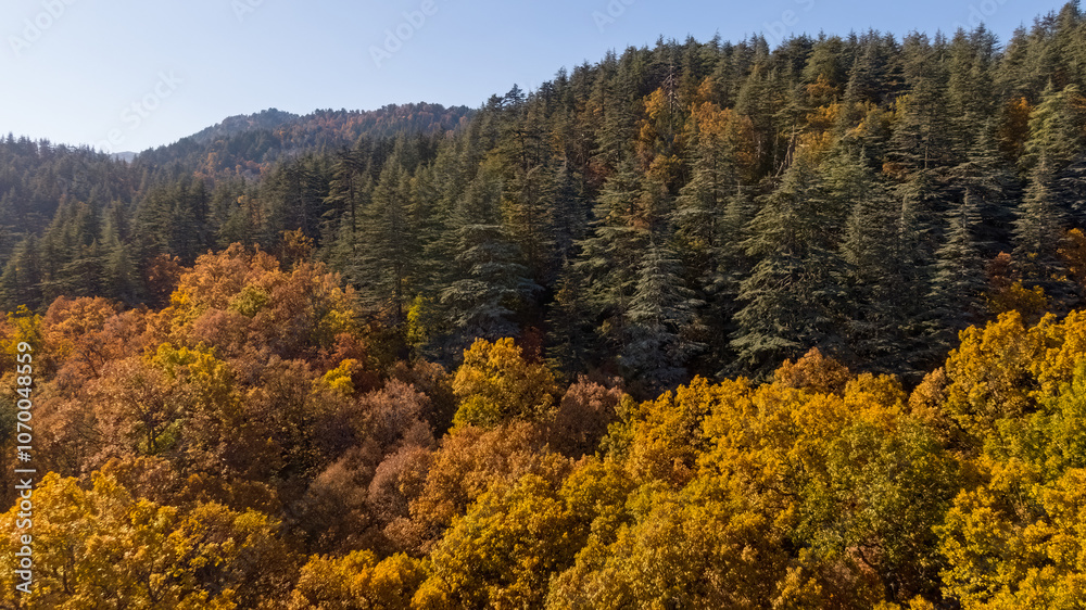 Wonderful fall scenery. Drone view of the autumn forest. Autumn view of oak forest and cedar trees. Aerial shot. Quercus vulcanica. Wonderful fall scenery. Drone view of the autumn forest. Autumn view of oak forest and cedar trees. Aerial shot. Quercus vulcanica.