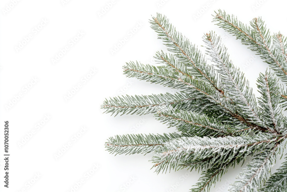 Snow-dusted pine branch against a white background, symbolizing the crisp, cold atmosphere of winter... Snow-dusted pine branch against a white background, symbolizing the crisp, cold atmosphere of winter...