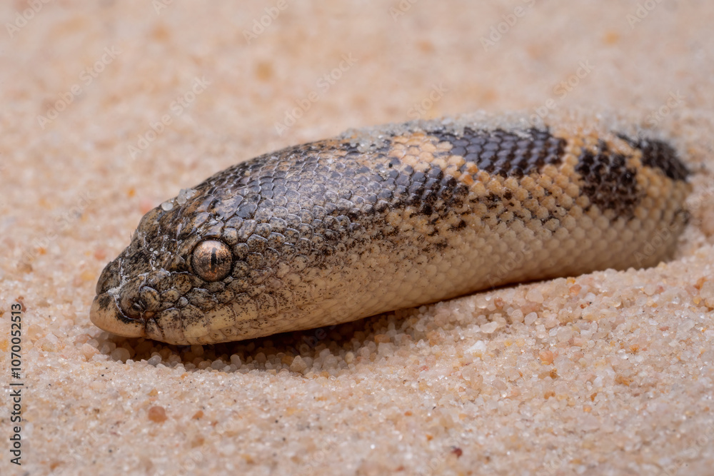 Fototapeta premium Sand Boa (Erycinae) on the desert sand.