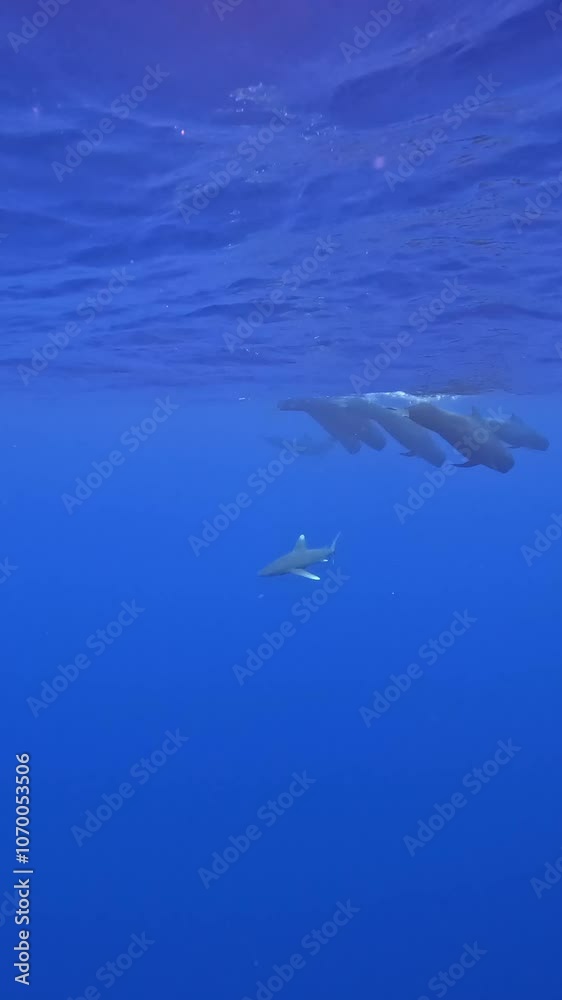 An amazing humpback whale portrait underwater in the Pacific Ocean. Tahiti An amazing humpback whale portrait underwater in the Pacific Ocean. Tahiti