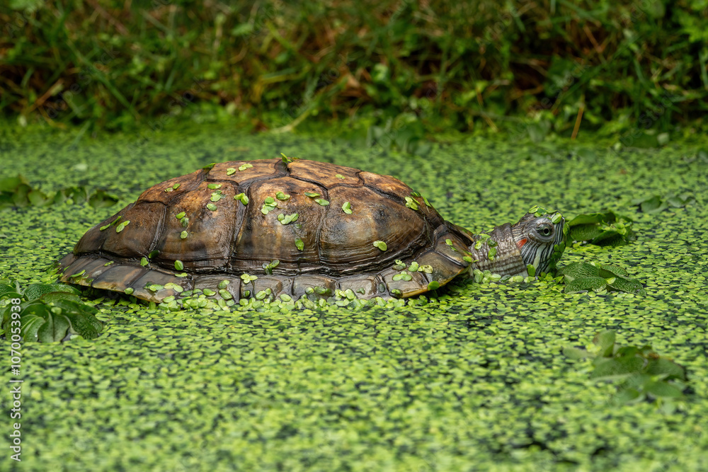 Fototapeta premium The Red-eared Slider or Red-eared Terrapin (Trachemys scripta elegans) is a semiaquatic turtle.