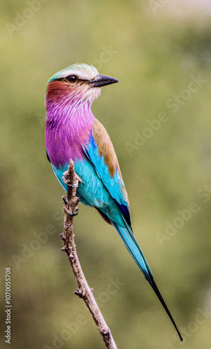 Colourful Lilac-breasted Roller (bird) perched on a branch with a blurred green background