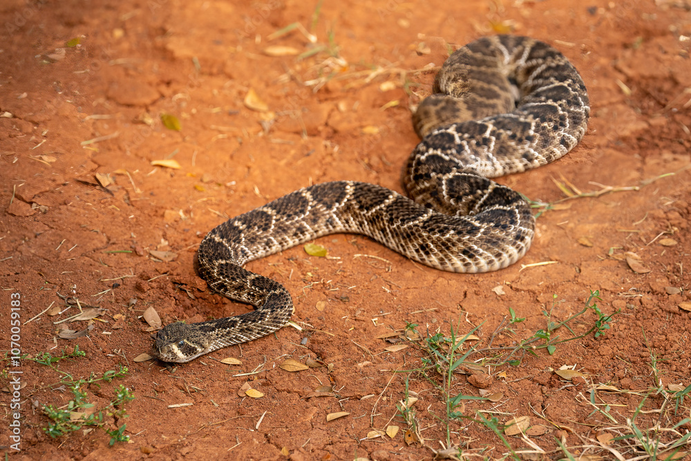 The Western Diamondback Rattlesnake (Crotalus atrox) is a venomous rattlesnake species found in the United States and Mexico.