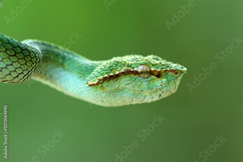 snake, viper, viper snake, tropedolaemus subannulatus, photo of a viper snake tropedolaemus subannulatus in the forest of Kalimantan, Indonesia photo