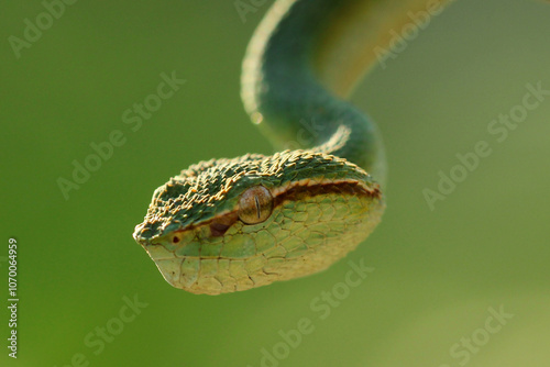 snake, viper, viper snake, tropedolaemus subannulatus, photo of a viper snake tropedolaemus subannulatus in the forest of Kalimantan, Indonesia photo