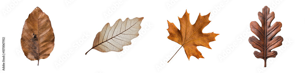 Fototapeta premium On a transparent background, a dry oak leaf in autumn