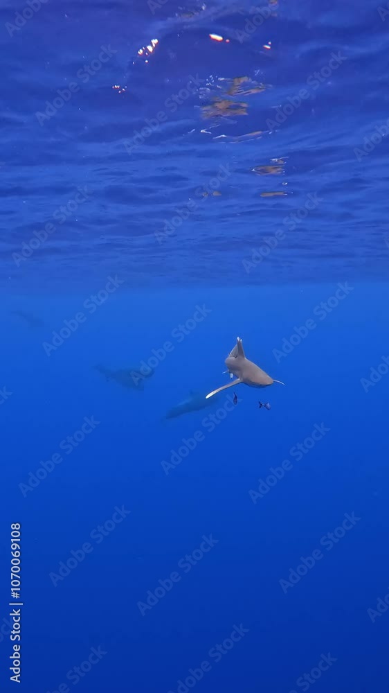 Video about Oceanic whitetip shark in the Pacific Ocean Tahiti Video about Oceanic whitetip shark in the Pacific Ocean Tahiti