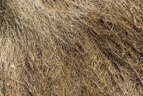 texture of dry grass from top view