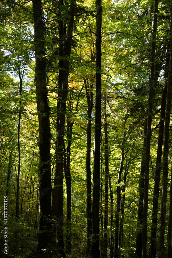 Obraz premium Woodland scene with tall trees against green sunlit backdrop