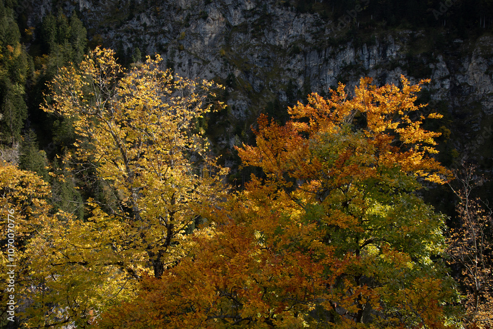Woodland and forest scenes in the autumn and fall with orange and yellow colours Woodland and forest scenes in the autumn and fall with orange and yellow colours