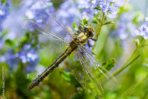 Dragonfly Gomphus vulgatissimus in front of green background macro shot with dew. on the wings. Blue flowers in the morning of a sunny summer day photo