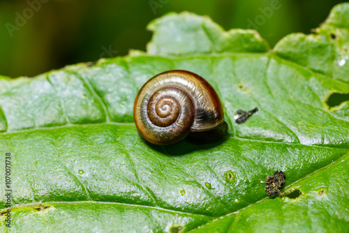 Oxychilus alliarius , commonly known as the garlic snail or garlic glass-snail photo