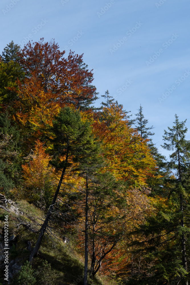 Woodland and forest scenes in the autumn and fall with orange and yellow colours Woodland and forest scenes in the autumn and fall with orange and yellow colours