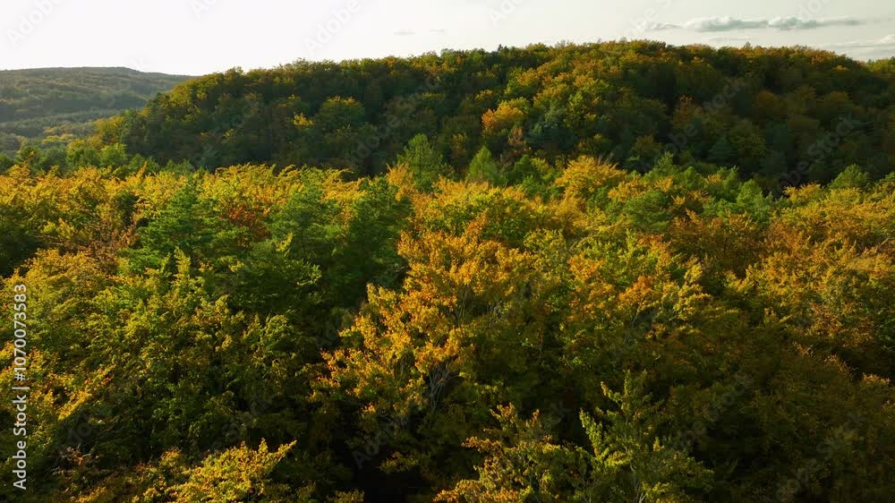 Aerial view of vibrant autumn forest, showcasing detailed textures of foliage in yellow and green hues Aerial view of vibrant autumn forest, showcasing detailed textures of foliage in yellow and green hues