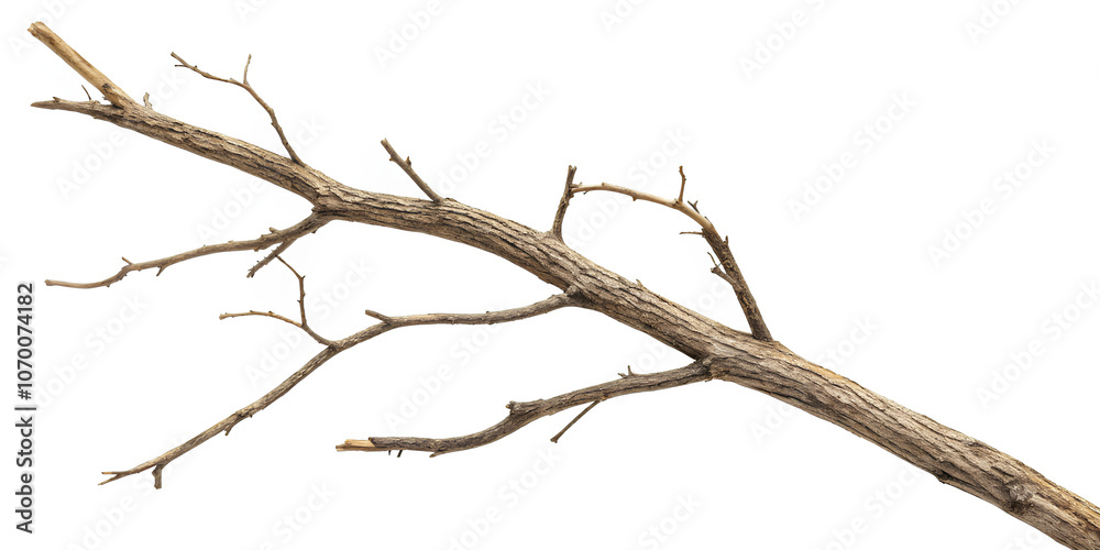 Dry branch of a tree isolated on white background Dry branch of a tree isolated on white background