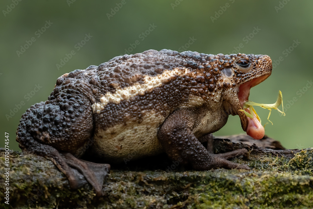 Pseudobufo subasper (or Suck Toad) is eating an insect (praying mantis). This toad can only be found in peat swamps, Borneo island, Indonesia. Pseudobufo subasper (or Suck Toad) is eating an insect (praying mantis). This toad can only be found in peat swamps, Borneo island, Indonesia.
