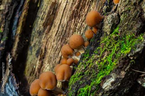 Psathyrella piluliformis Common Stump Brittlestem mushroom reddish-brown mushroom that grows steeply in groups, natural light photo