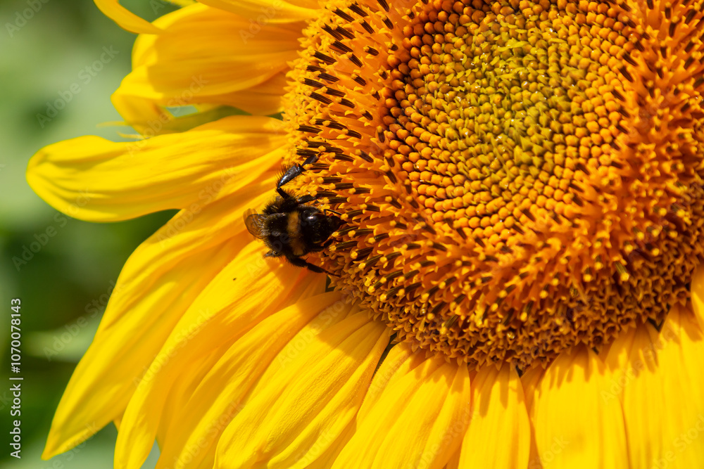 Bumble bee sitting on a thistle flower, closeup. Front view. Genus species Bombus Bumble bee sitting on a thistle flower, closeup. Front view. Genus species Bombus