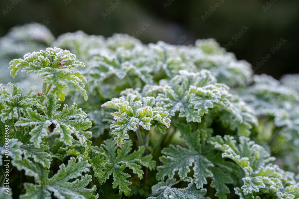 growing kale, broccoli and leeks in a sustainable regenerative food farm in a field on an agricultural farm in australia