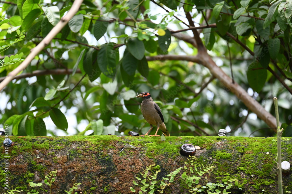 Indian Myna Birds. Its other names Common myna and mynah. This is a bird of the starling family Sturnidae. This is a group of passerine birds which are native to southern Asia, especially India. Indian Myna Birds. Its other names Common myna and mynah. This is a bird of the starling family Sturnidae. This is a group of passerine birds which are native to southern Asia, especially India.