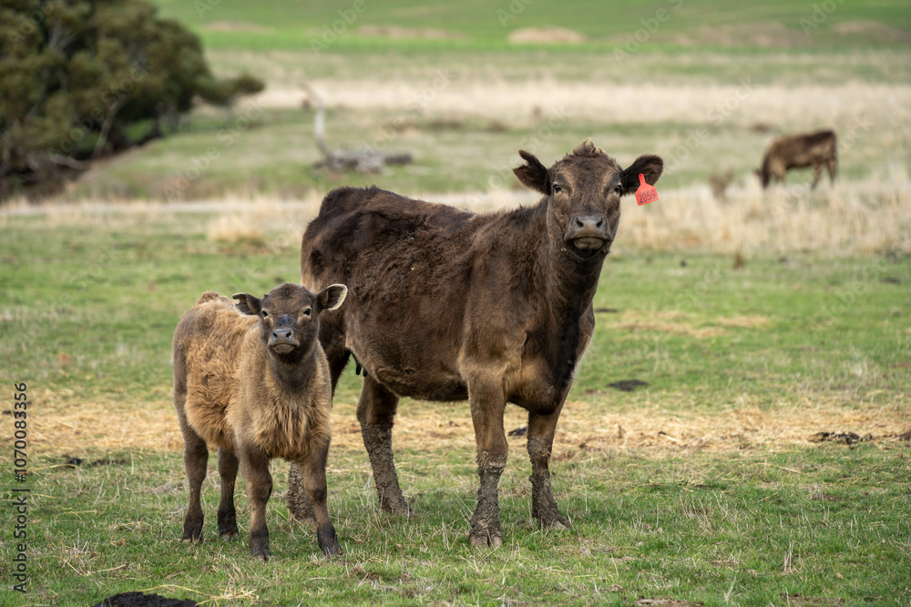 Naklejka premium beef cows and calf on a farm eating hay in summer