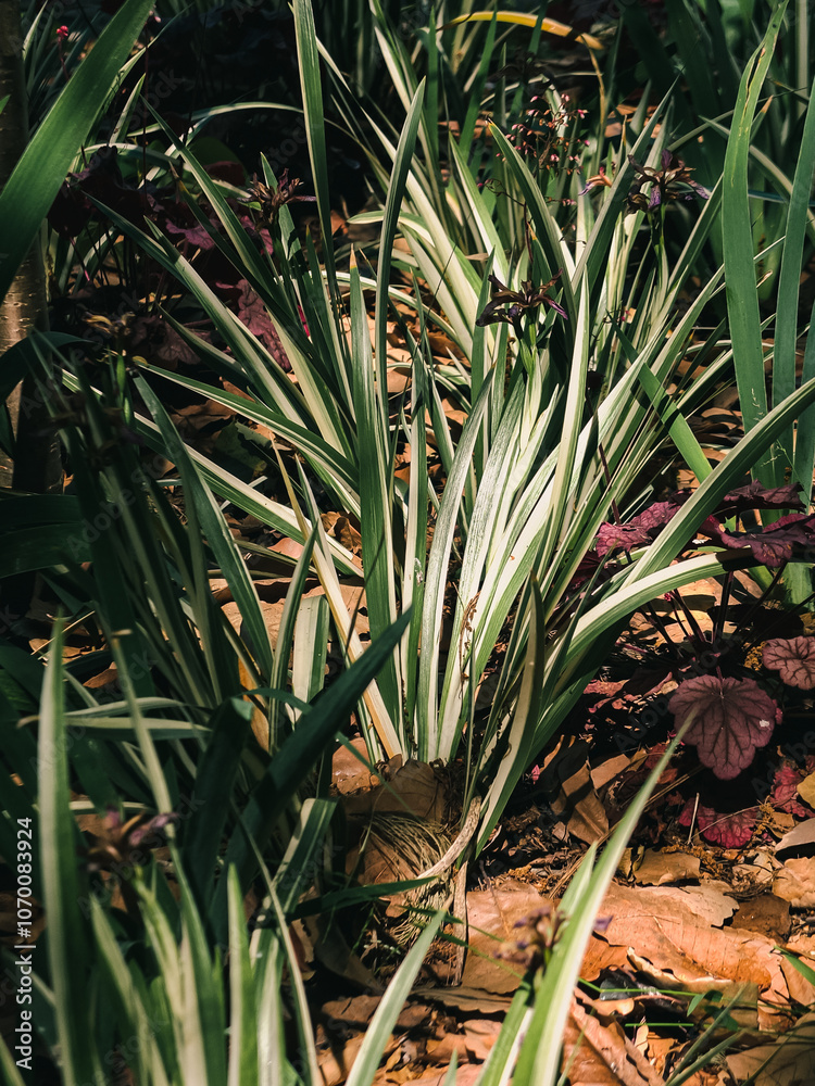 Obraz premium Plant leaves