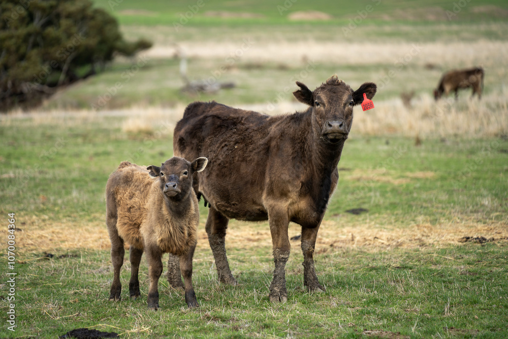 cow and calf cross on a farm in summer in australia