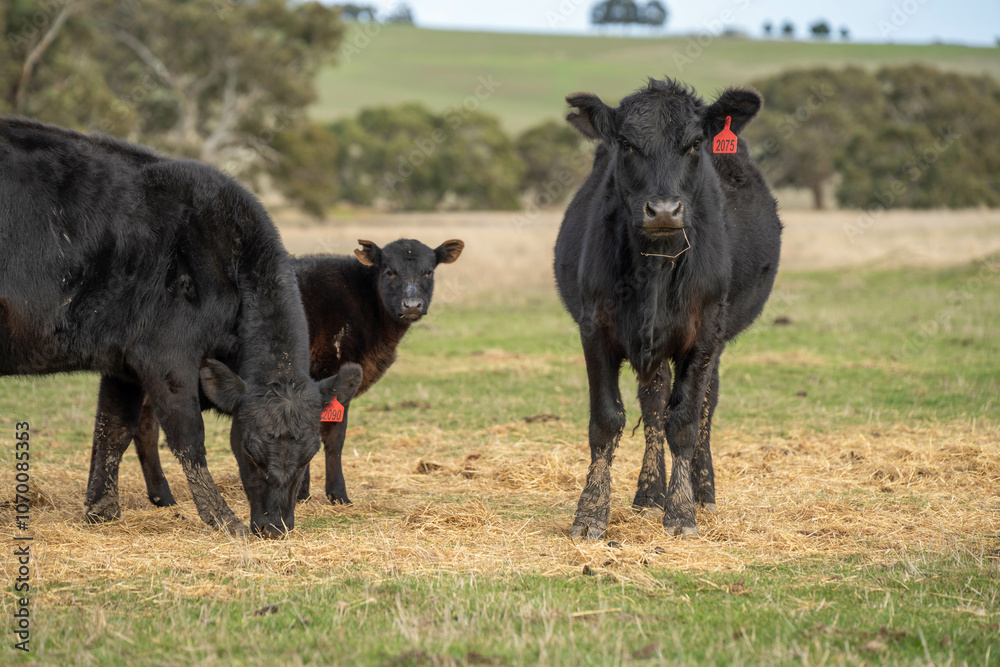Fototapeta premium beef cows and calf on a farm eating hay in summer