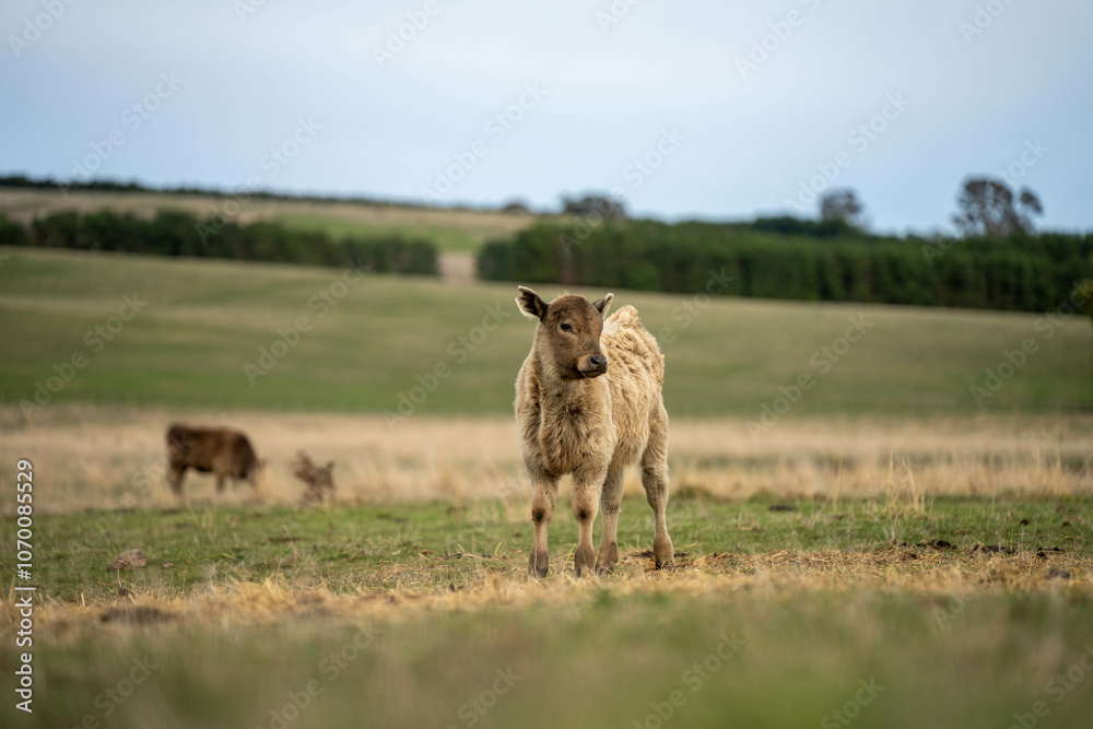 cow and calf cross on a farm in summer in australia cow and calf cross on a farm in summer in australia