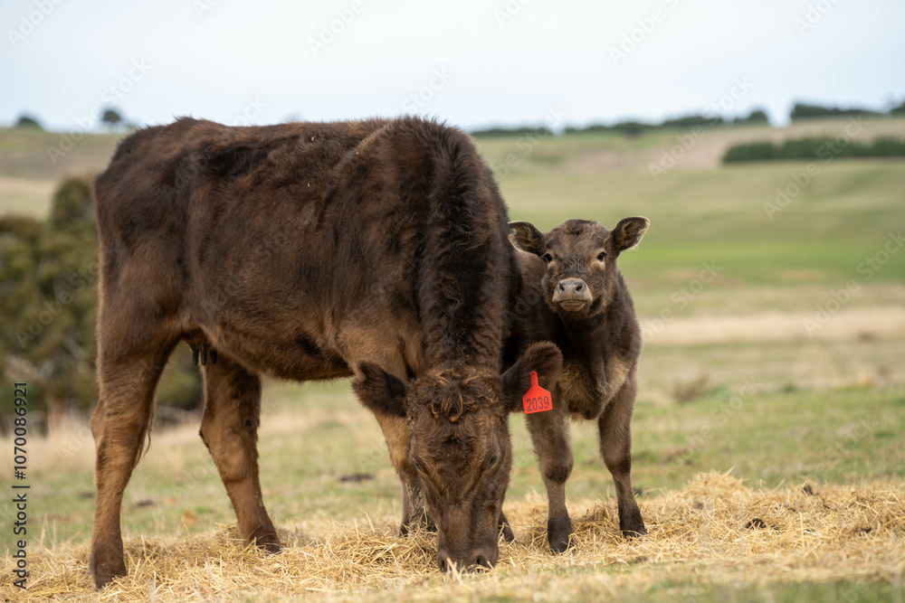 sustainable livestock farming with a cattle herd in a drought sustainable livestock farming with a cattle herd in a drought
