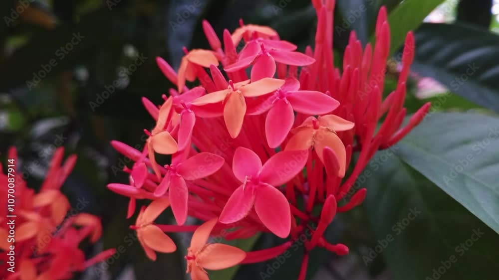 red and yellow. red and yellow flowers red and yellow. red and yellow flowers