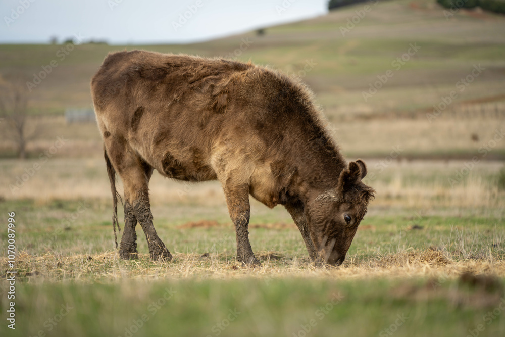 cow and calf cross on a farm in summer in australia cow and calf cross on a farm in summer in australia